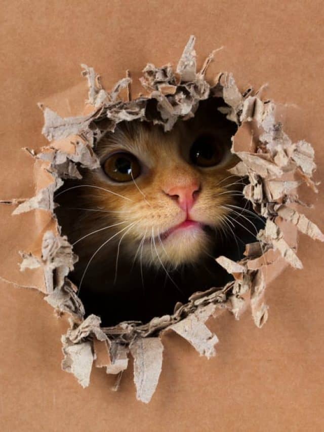 5 Explanations For Why Does My Cat Chew Cardboard Better With Cats