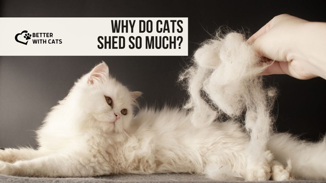 6 Explanations For Why Do Cats Shed So Much