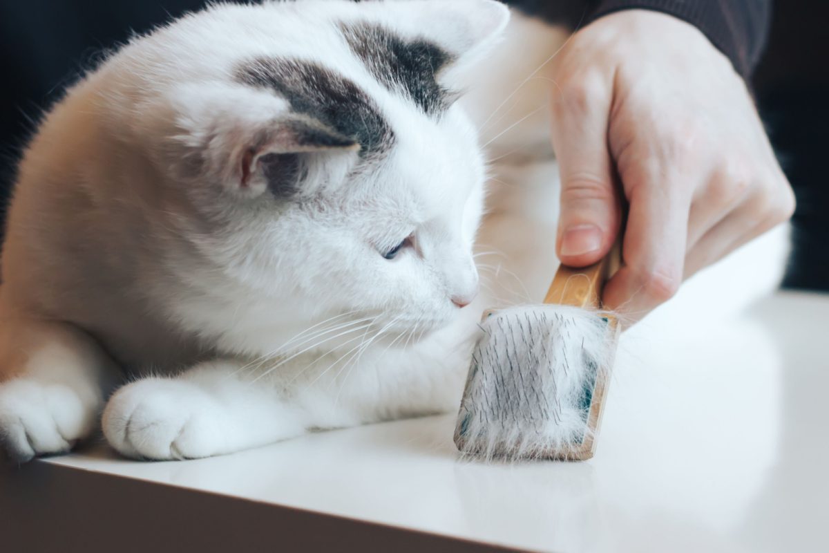 6 Explanations For Why Do Cats Shed So Much