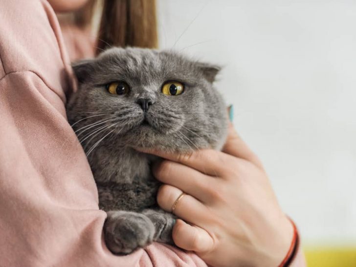 Why Does My Cat Bring Me Socks Explained Answered Why Does My Cat Bring Me Socks Explained Answered