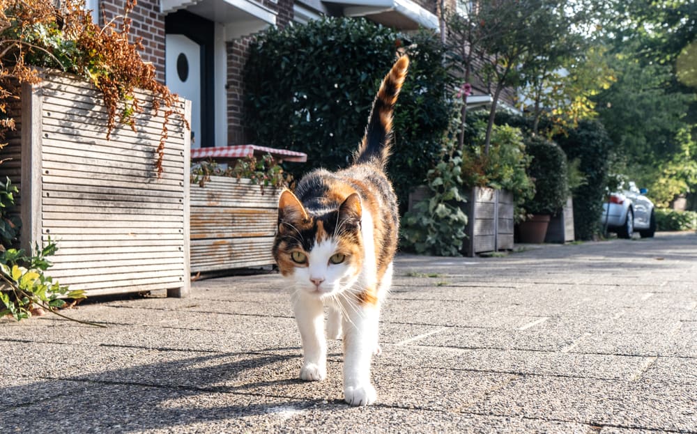Can Cats Walk Backwards? (Answered & Explained)