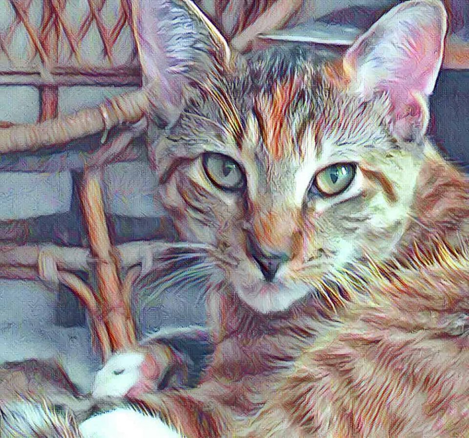 Is Acrylic Paint Toxic to Cats? (Everything You Need To Know)