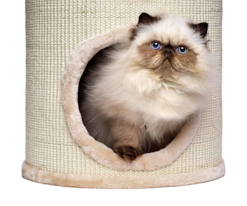 6 Best Cat Trees For Older Cats (Reviews & Buyer's Guide)