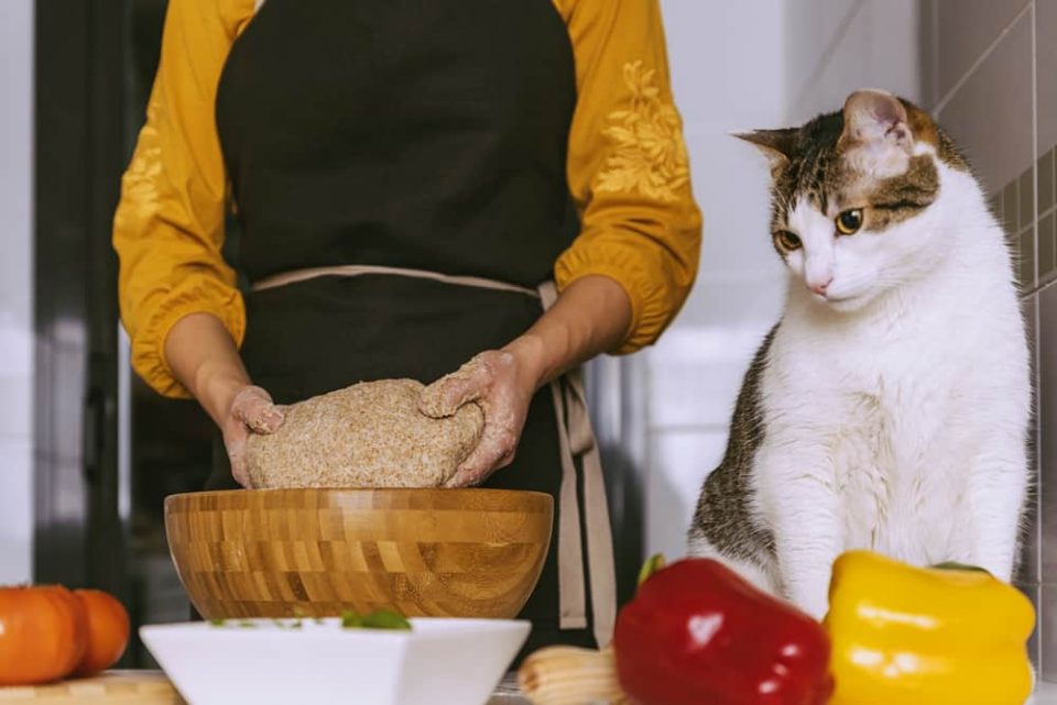 Why Doesn't My Cat Knead? (5 Reasons Explained)