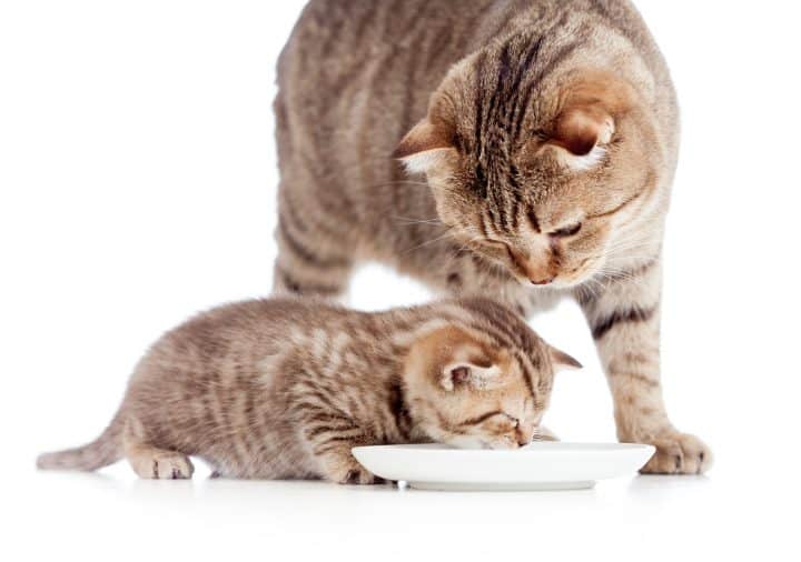 Why Is My Older Cat Eating My Kittens Food Greatsenioryears