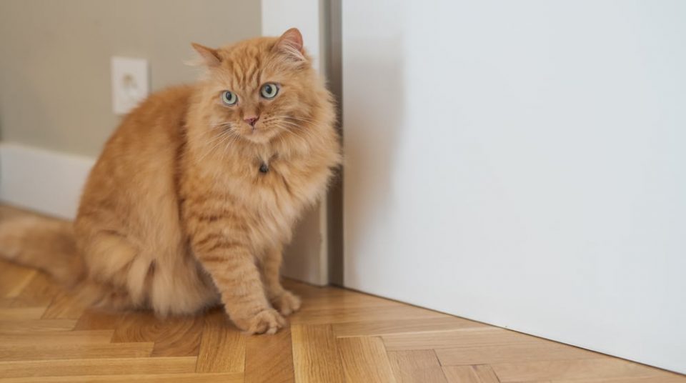 Why Do Cats Hate Closed Doors? (6 Reasons Explained)