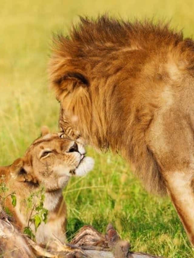 Are Lions The Only Social Cat Learn All About It Better With Cats