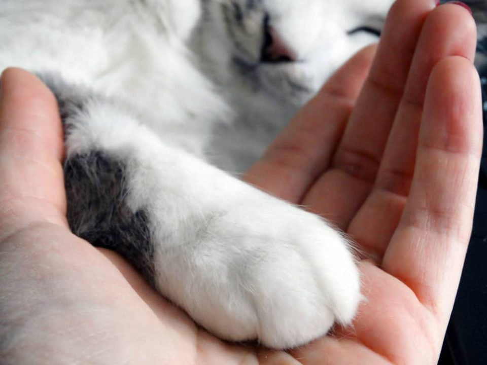 Can Declawed Cats Grow Their Claws Back? (Answered)