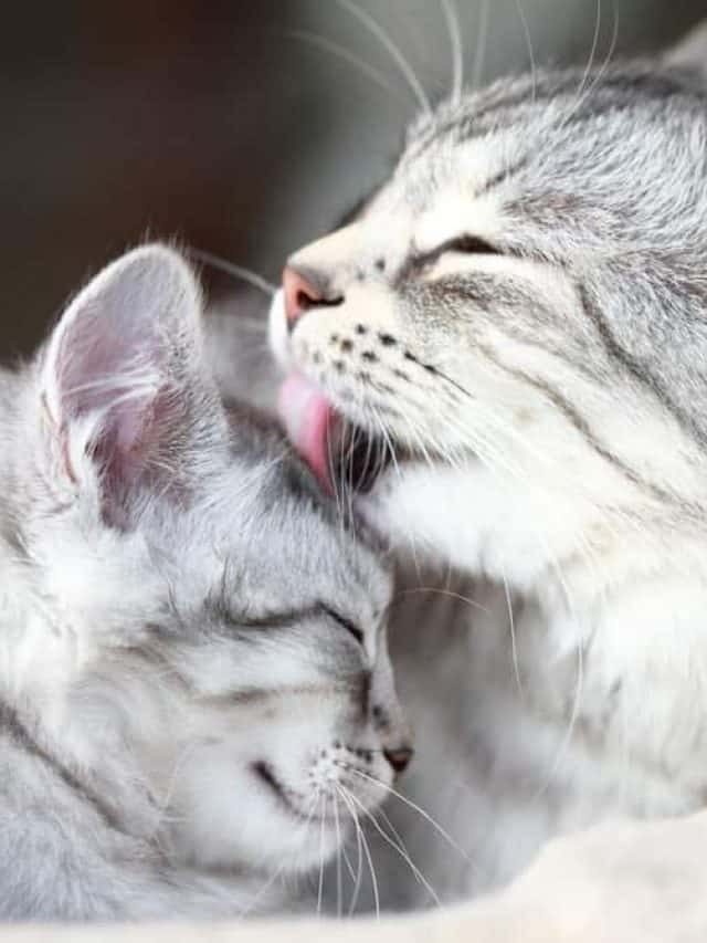 Can Cats Give Birth Days Apart – Everything You Need To Know