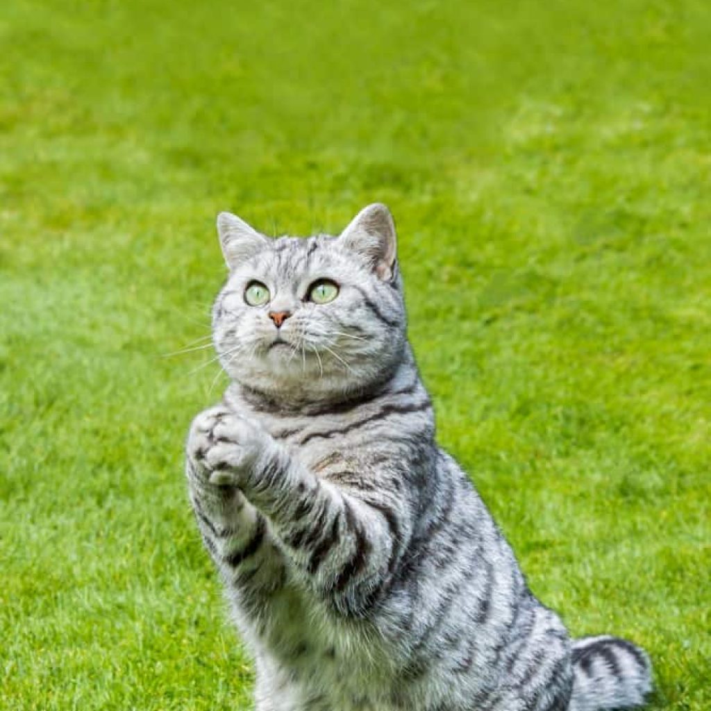 why do cats make a praying or begging motion with paws