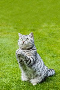 why do cats make a praying or begging motion with paws