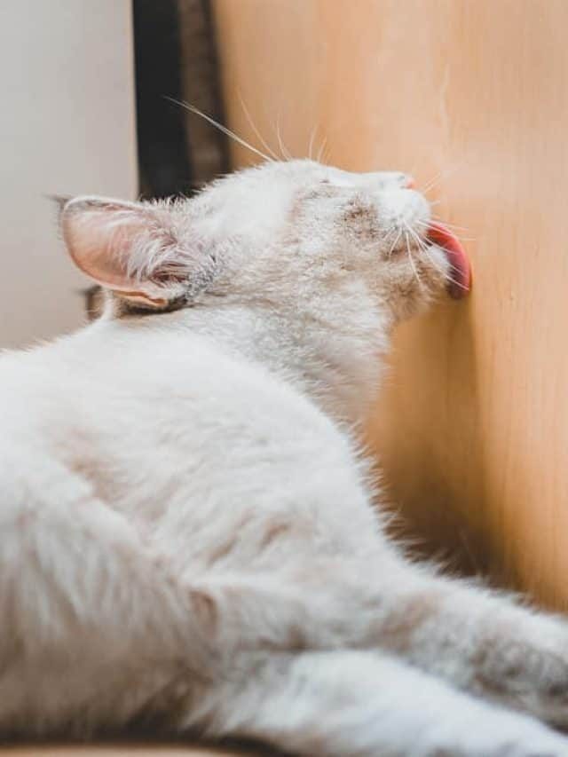 Why Do Cats Lick Metal? Find Answer Here!