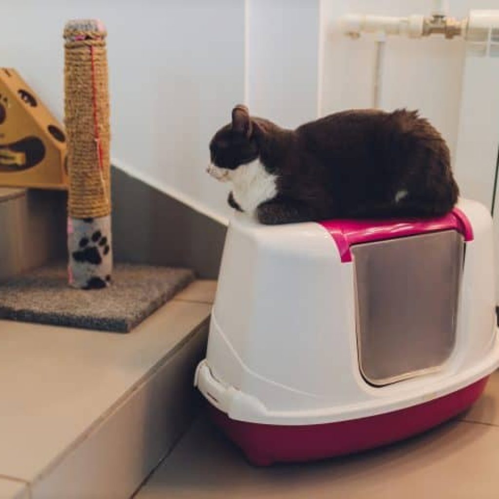 Best Cat Litter Boxes For A Small Apartment