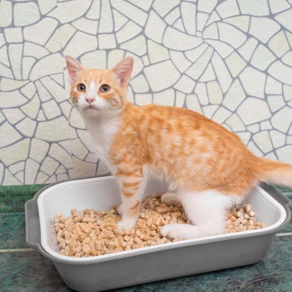 Can You Keep A Litter Box In The Bathroom