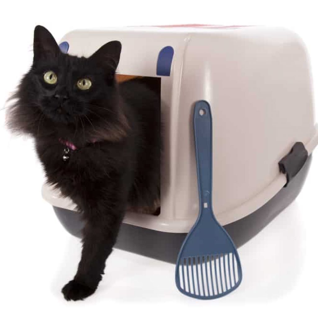 can you put a litter box in the bathtub