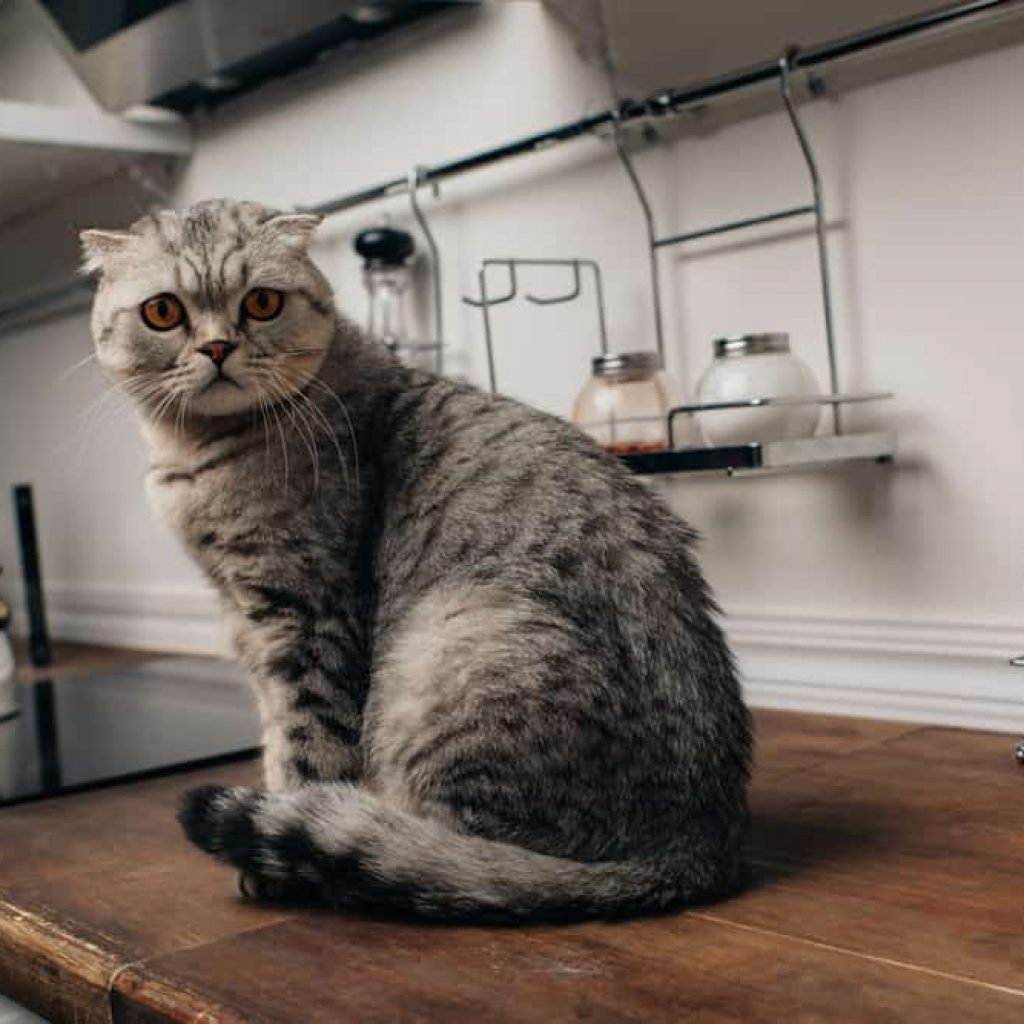 can you put a litter box in the kitchen