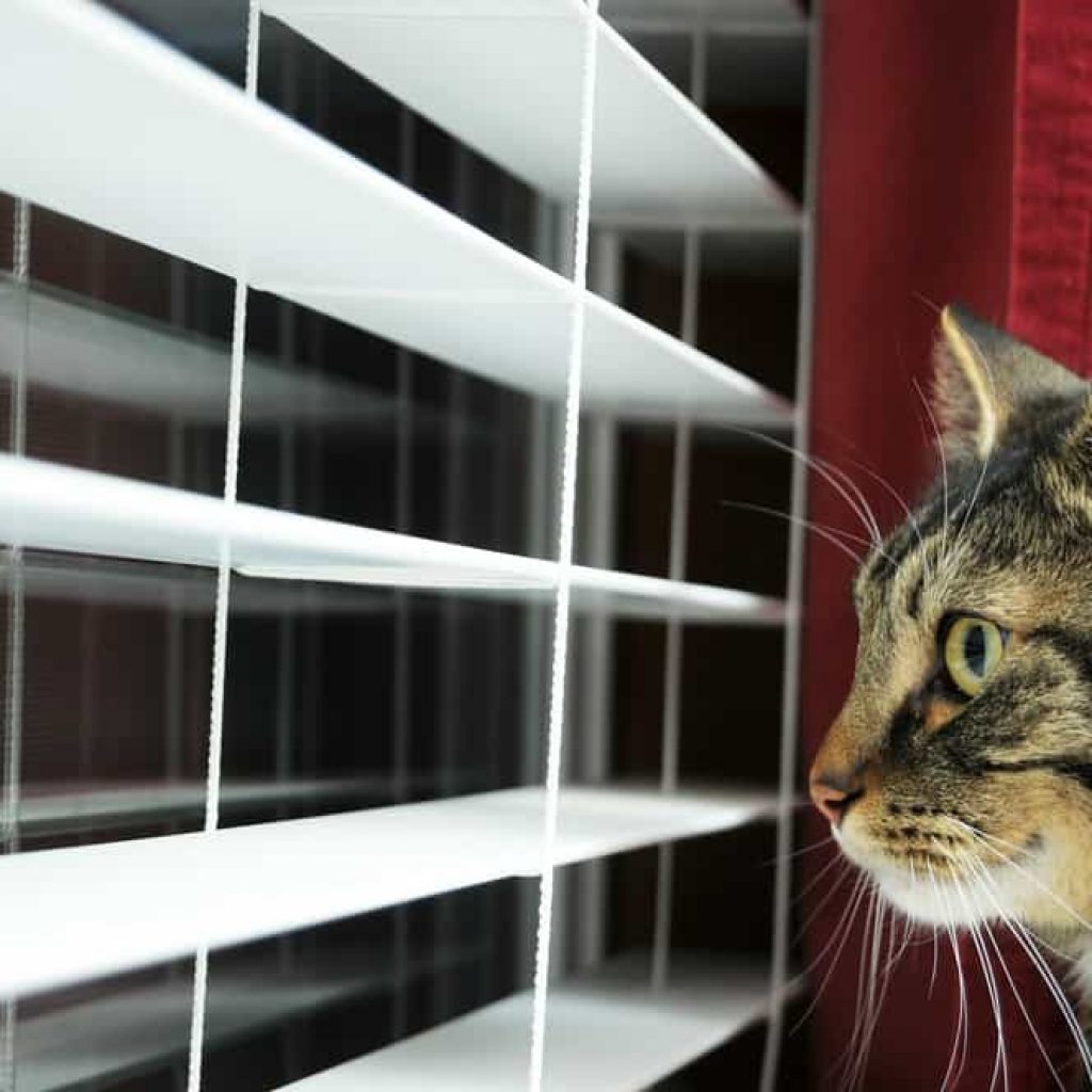 Do Cats Get Lonely When You Go On Vacation