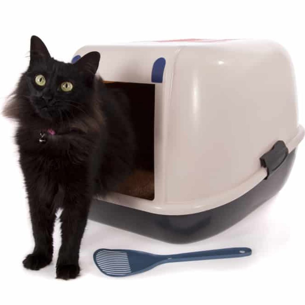 cat stepping out of litter box after using bathroom
