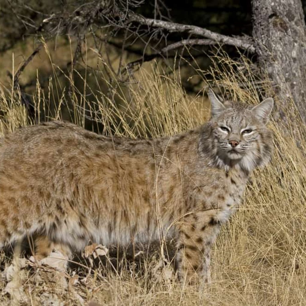 house cat and bobcats difference