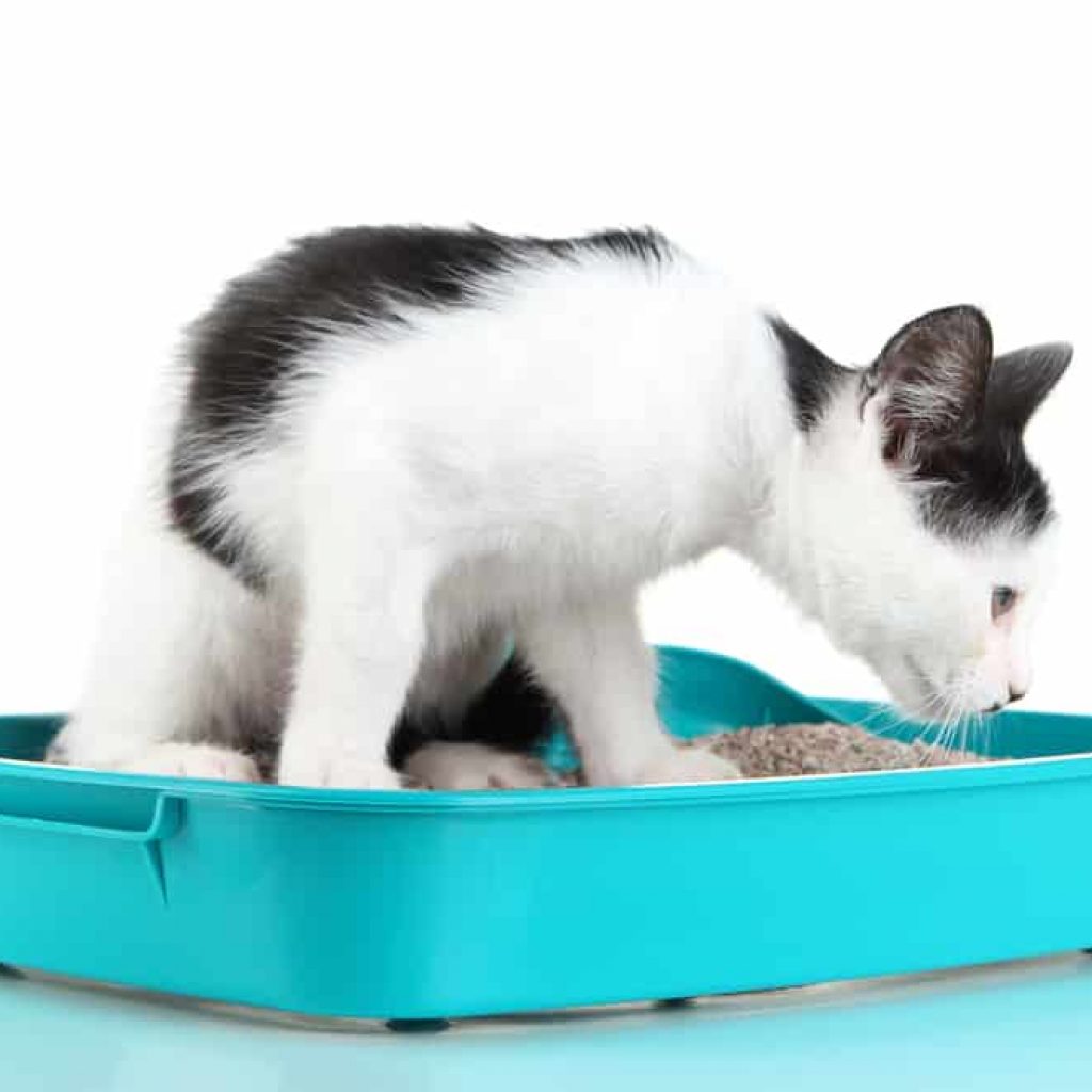 can you put a cat litter box high up