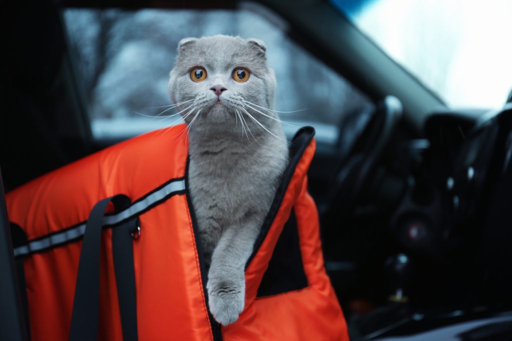 8 Best Cat Carriers For Car Travel