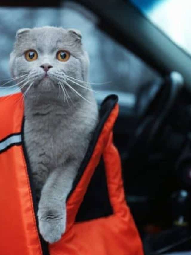 3 Best Cat Car Seats That Your Cat Will Adore!