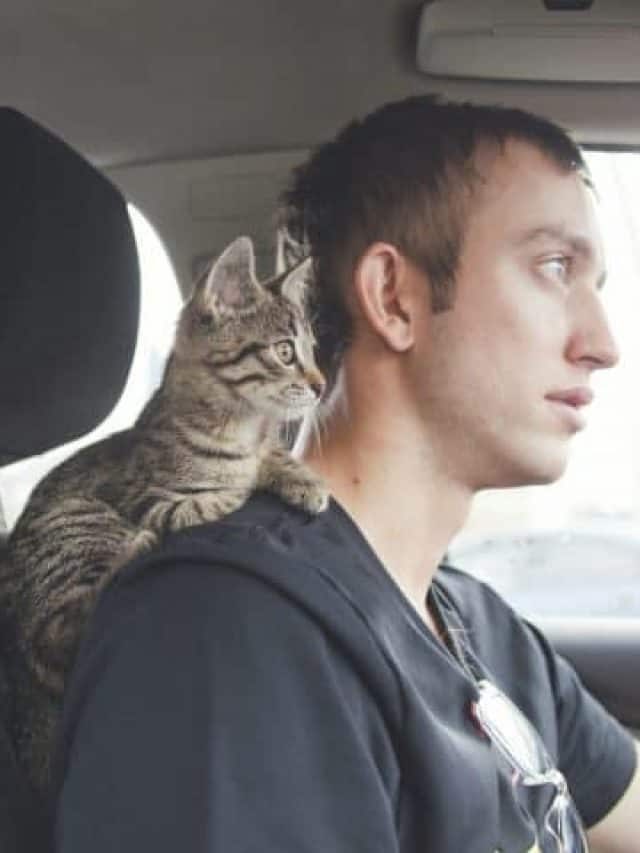 Can A Cat Travel Without A Carrier In A Car – Travelling Tips!