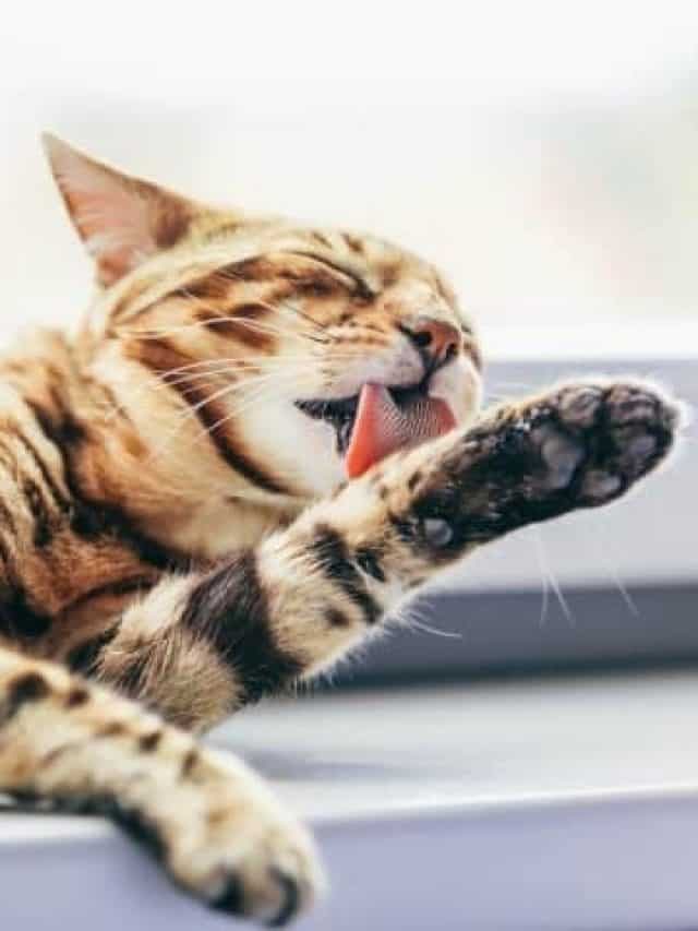 How To Teach A Cat To Clean Themselves – All The Help You Need!