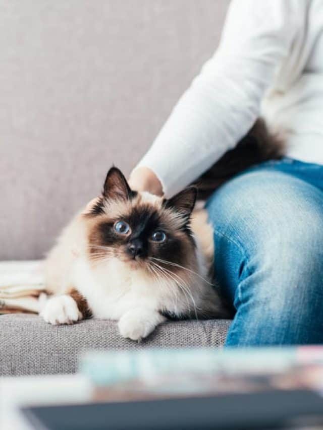 Can I Use Bactine® On My Cats? Let’s Learn About It!