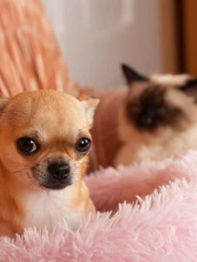 Why Does My Cat Pee On The Dog Bed – Reasons And Solutions!