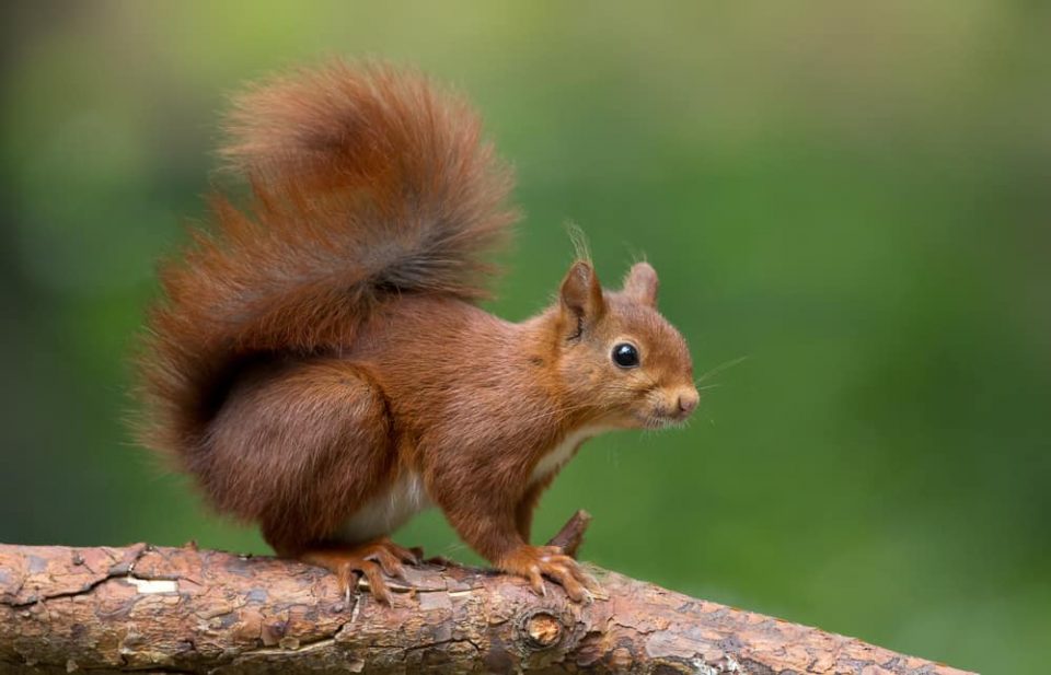 Do Cats Chase And Eat Squirrels? (Can They Catch Them?)