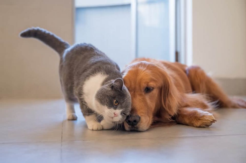 Why Does My Cat Rub Against My Dog? (5 Reasons)