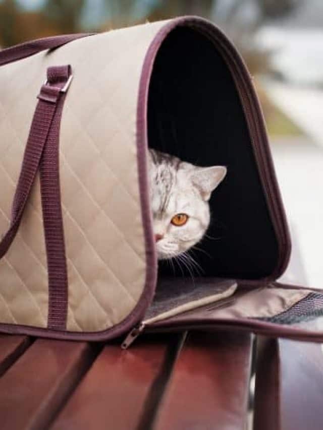 3 Best Cat Carrier Covers!