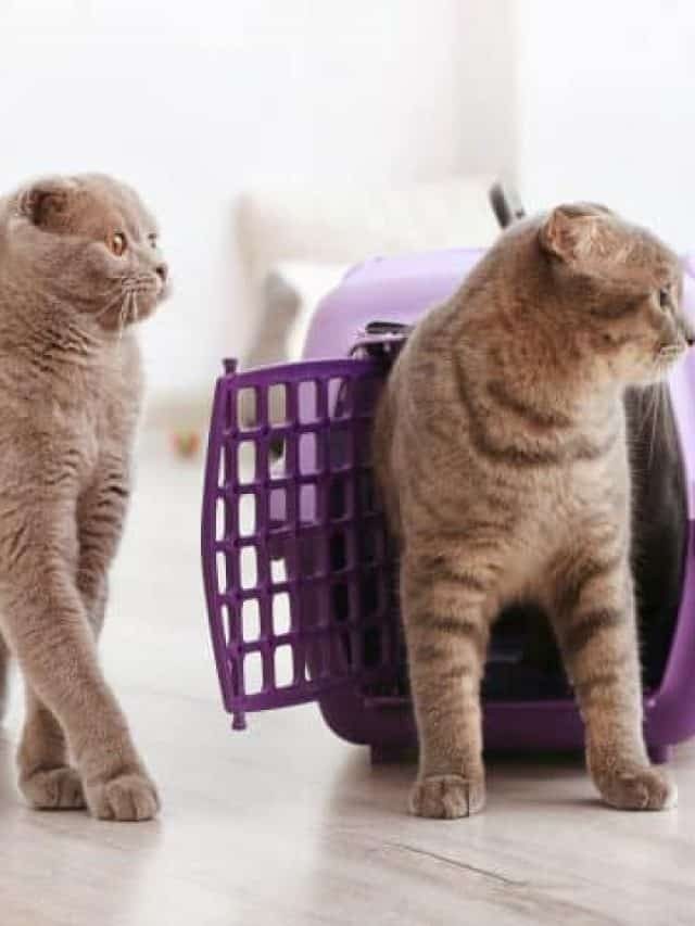 7 Best Cat Carriers For Two Cats