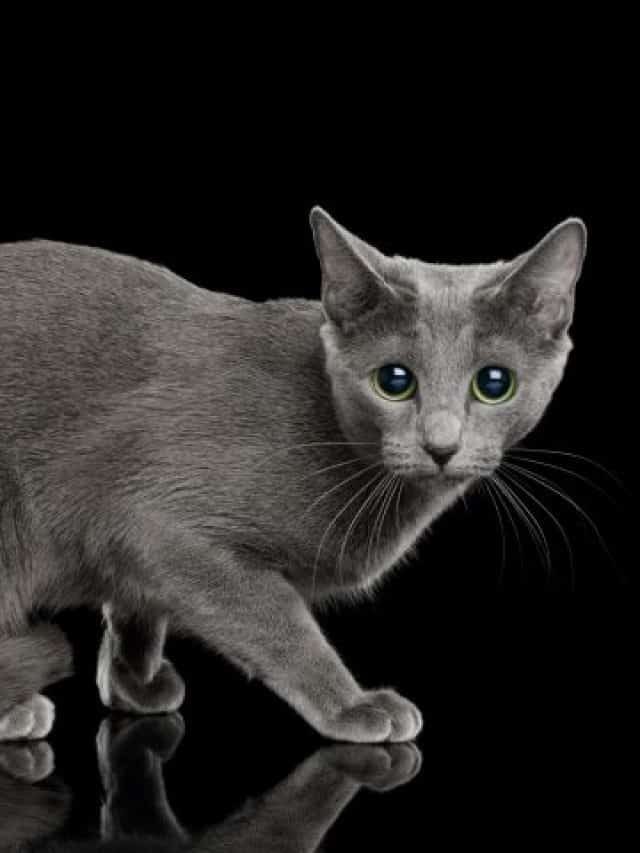 Are Cats Afraid Of The Dark?