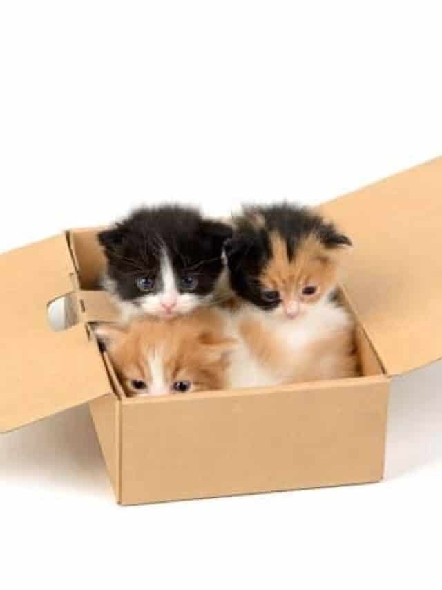 Best Cardboard Cat Carrier