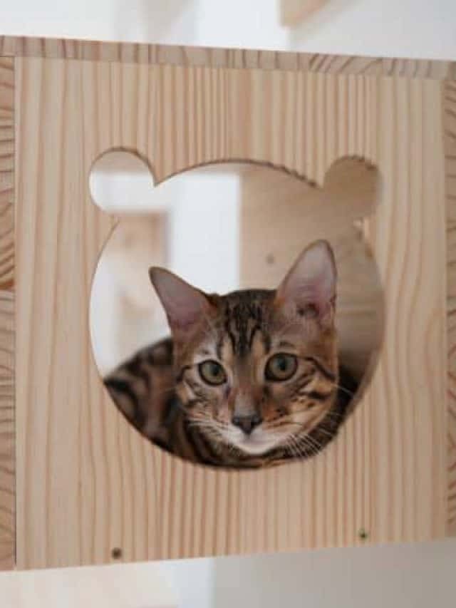 Should I Board My Cat?