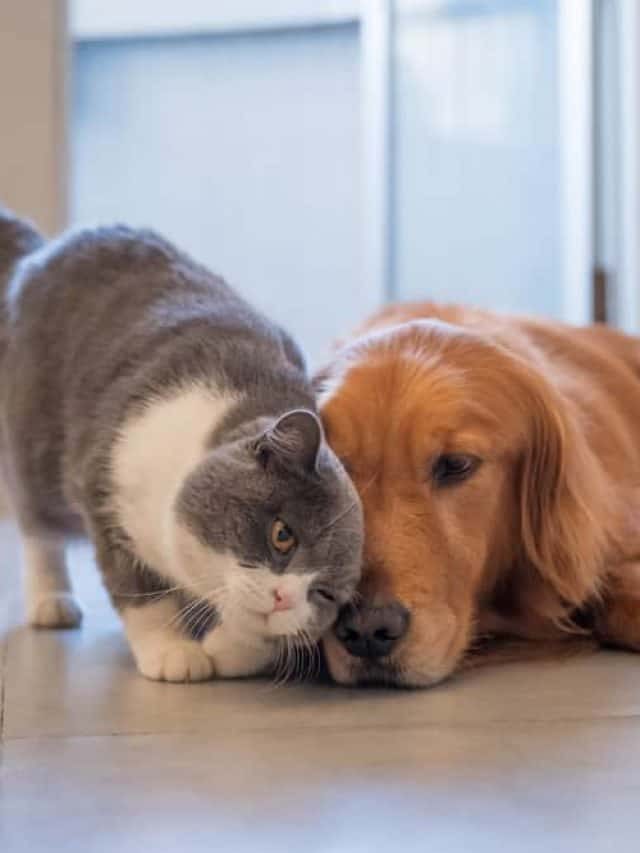 3 Reasons For Your Cat Rubbing Against Your Dog!