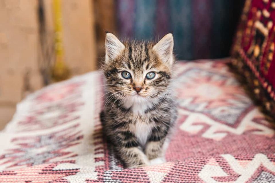 Why Doesn't My Kitten Meow? (6 Reasons Explained)