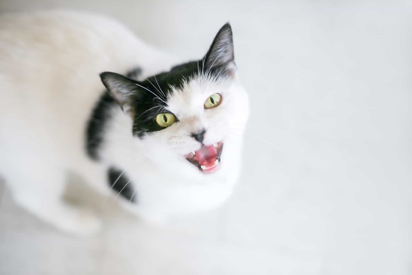 Can Cats Have ADHD 14 Signs You Need To Be Aware Of