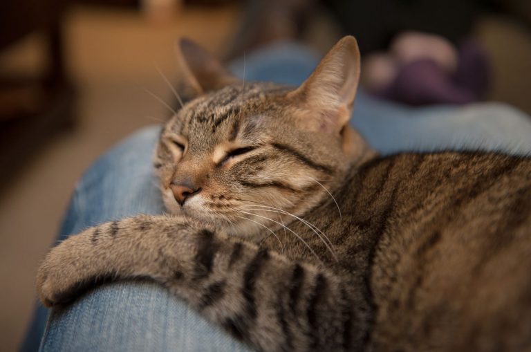 Why Does My Cat Sleep Between My Legs? 8 Possible Reasons