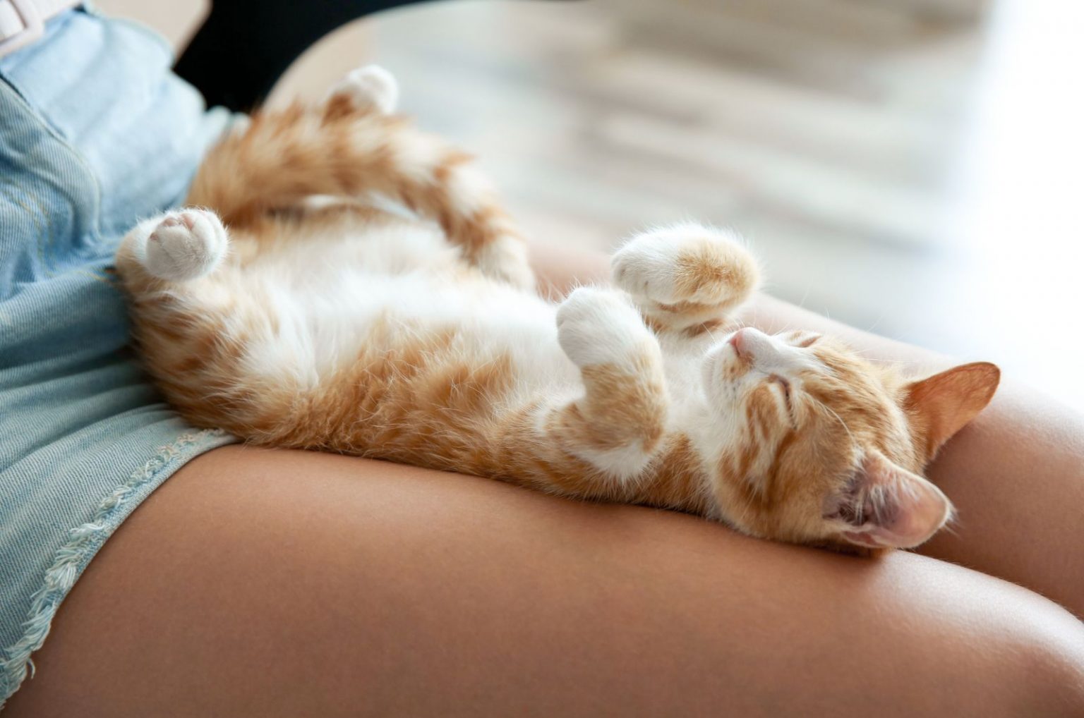 Why Does My Cat Sleep Between My Legs? 8 Possible Reasons