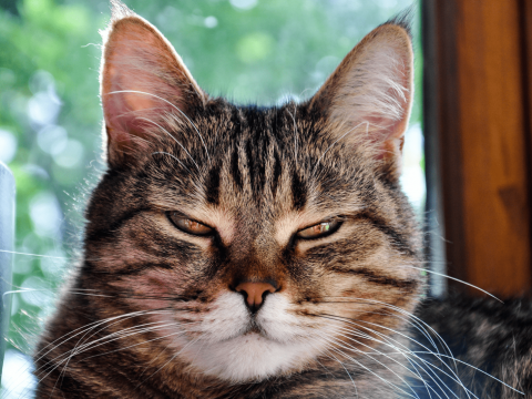 Cat Squinting One Eye? Here Are The 13 Most Common Causes