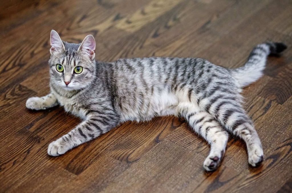 What Breed Is A Grey And White Striped Cat At Calvin Hartnett Blog What Breed Is A Grey And White Striped Cat At Calvin Hartnett Blog