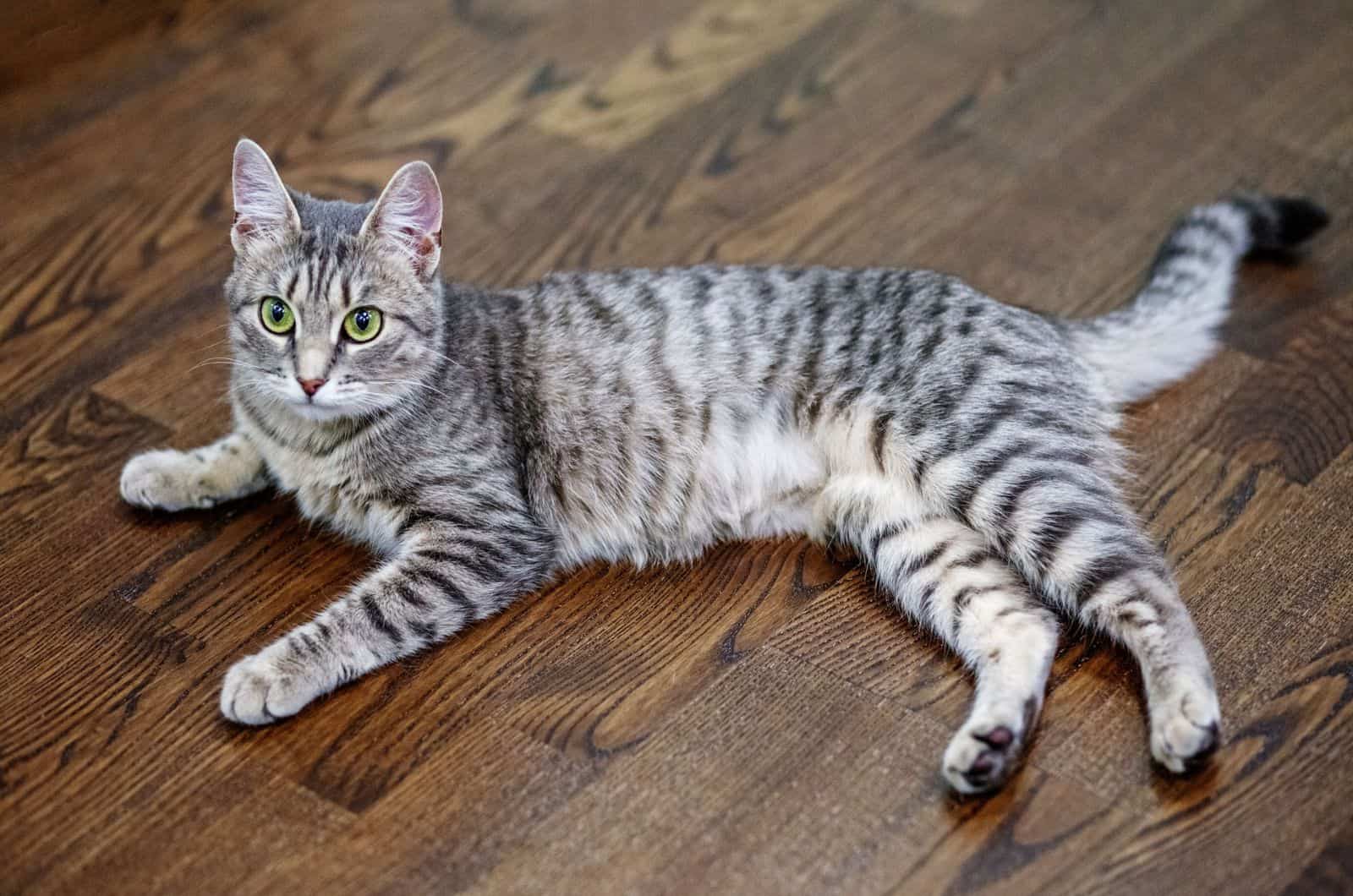 light grey tabby cat