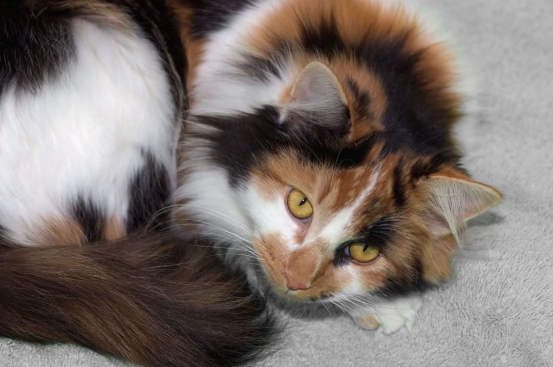 Long-Haired Calico Cat - What Is Hiding Behind That Fur?