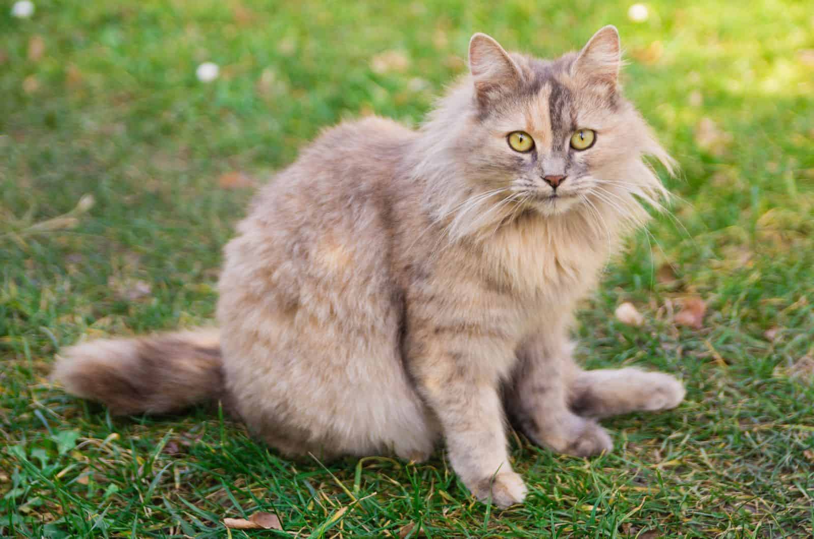 Langharige Calico Kat buiten zittend