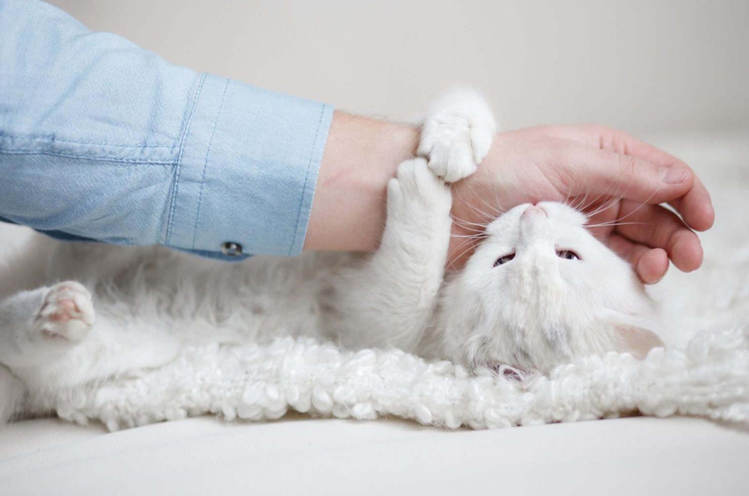 Why Does My Cat Bite Me Gently Out Of Nowhere? 12 Motives