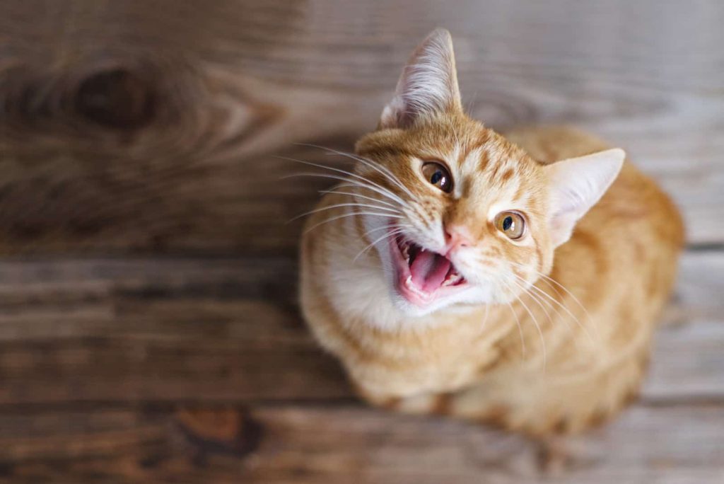 orange cat looking up