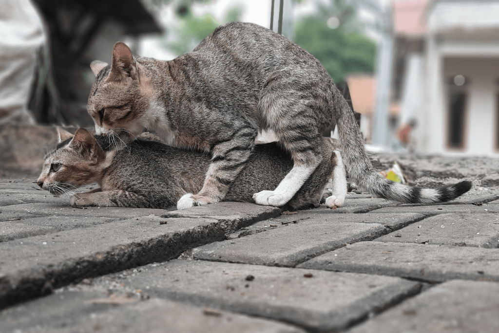 two cats are mating